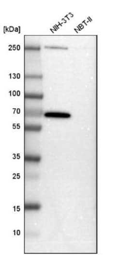 GABA-AR alpha 3 Antibody, Novus Biologicals 0.1mL; Unlabeled:Antibodies,